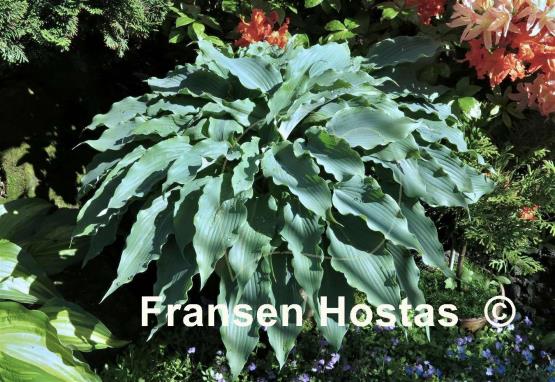 Hosta Blue Cascade